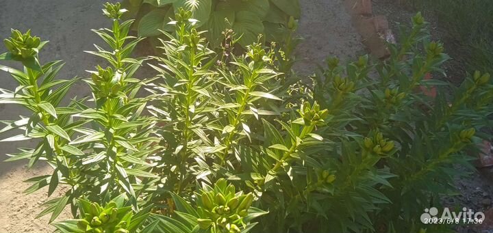 Лилии луковицы