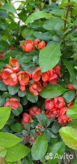 Семена японской айвы