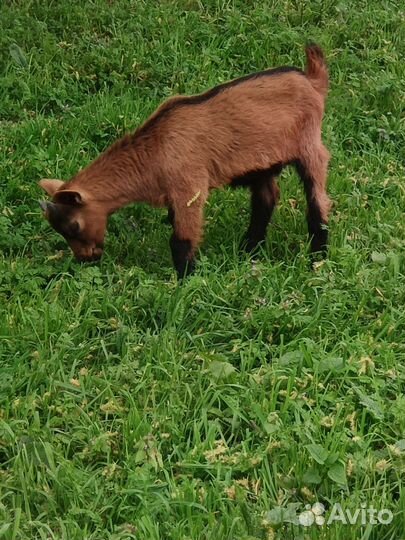 Чешские козы с козлятами