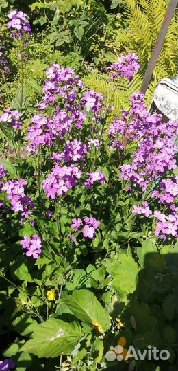 Цветы примулы, птицемлечник, безвременник