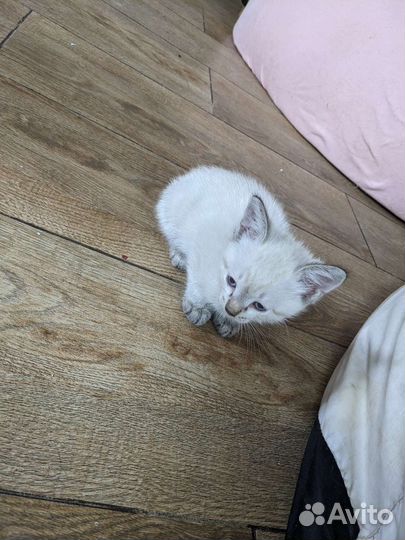 Кошка в дар бесплатно