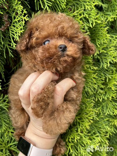 Micro тедди тикап девочка (мальтипу, бишпу, бишон)