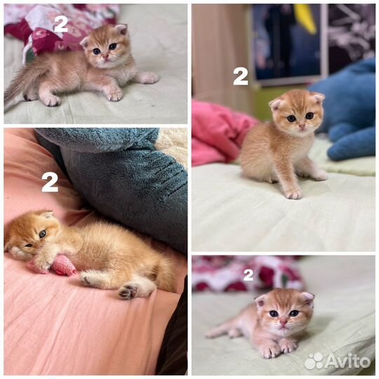 Шотландские вислоухие котята, золотая шиншилла