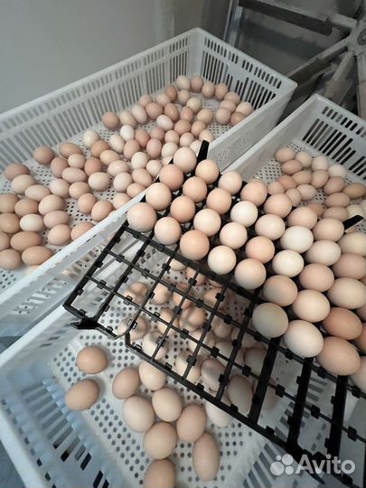 Цыплята бройлеры суточные Росс 308