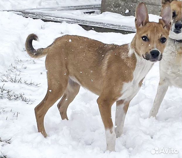 Стерильная метис стаффтерьера, девочка в дар