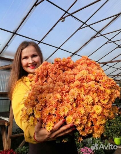 Хризантемы мультифлора