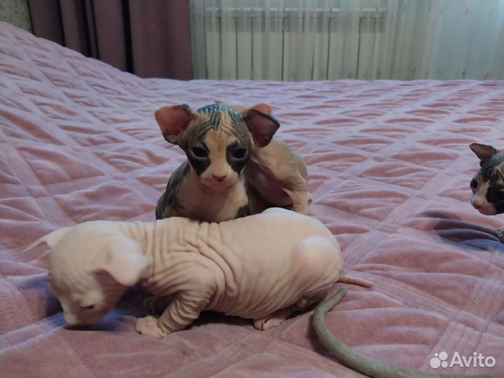 Канадский сфинкс котята