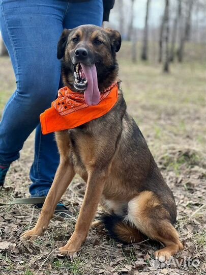 Собака в добрые руки отдам бесплатно