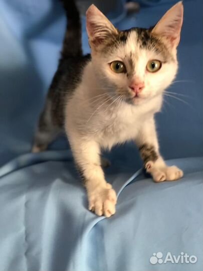 Котёнок Мурзик