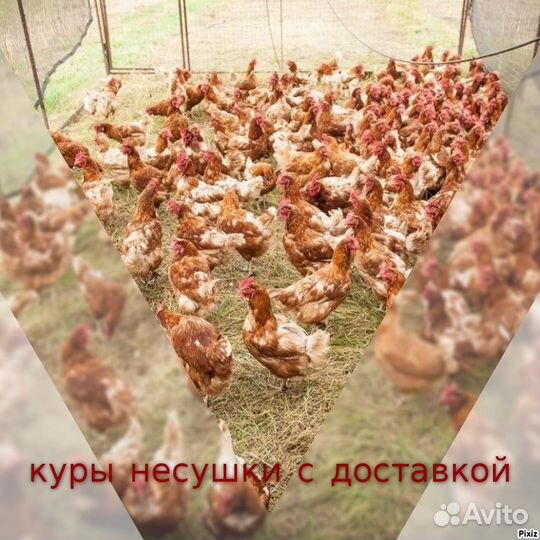 Куры несушки с яйцом
