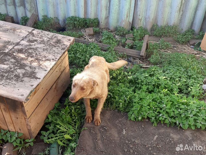 Собака отдам