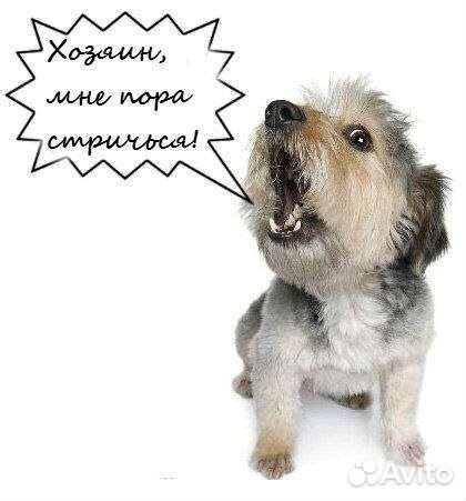 Стрижка кошек и собачек