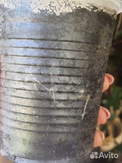 Драцена,хойя,колеус,аглаонема