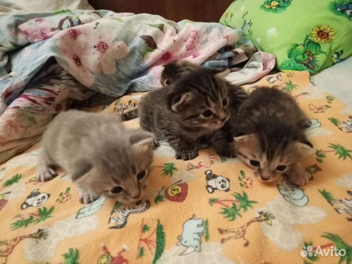 Котенок в дар бесплатно