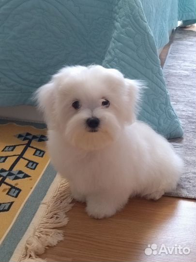 Мальтийская болонка девочка стандарт