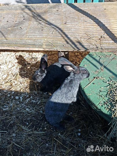 Кролики мясных пород великаны