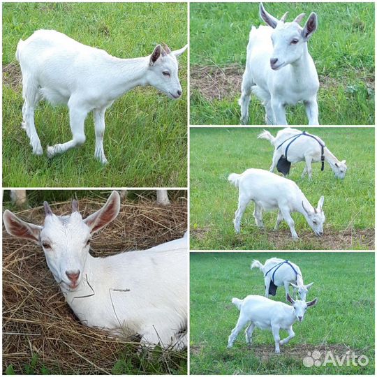 Козы дойные