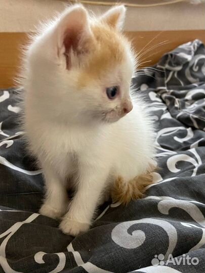 Рыжие котята - счастье в дом