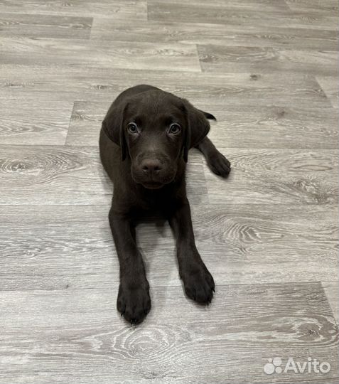 Щенки лабрадора