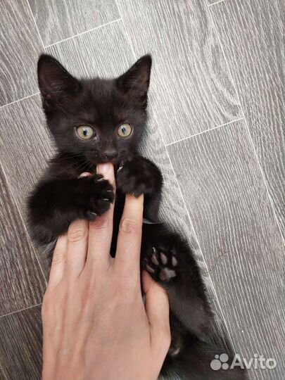 Озорной мальчишка котенок