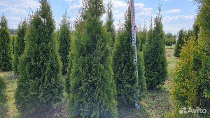 Туя Смарагд