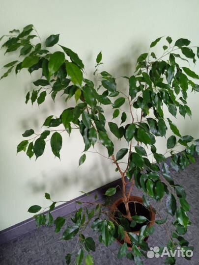 Бенджамина