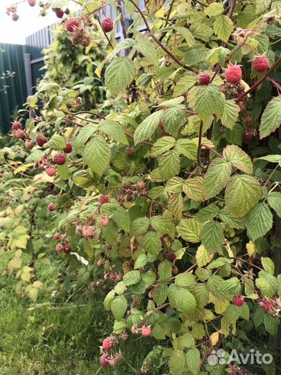 Рассада малины