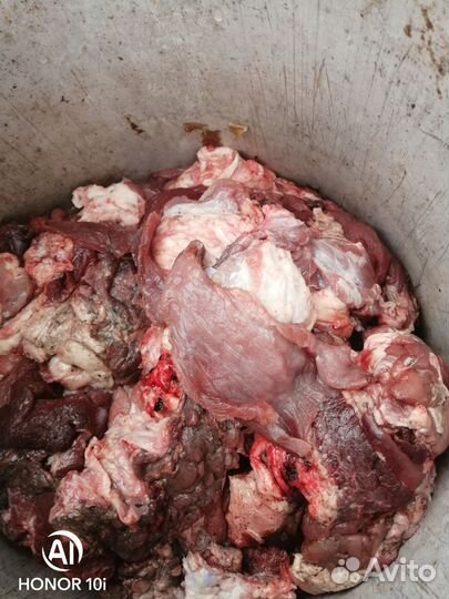 Корм для собак