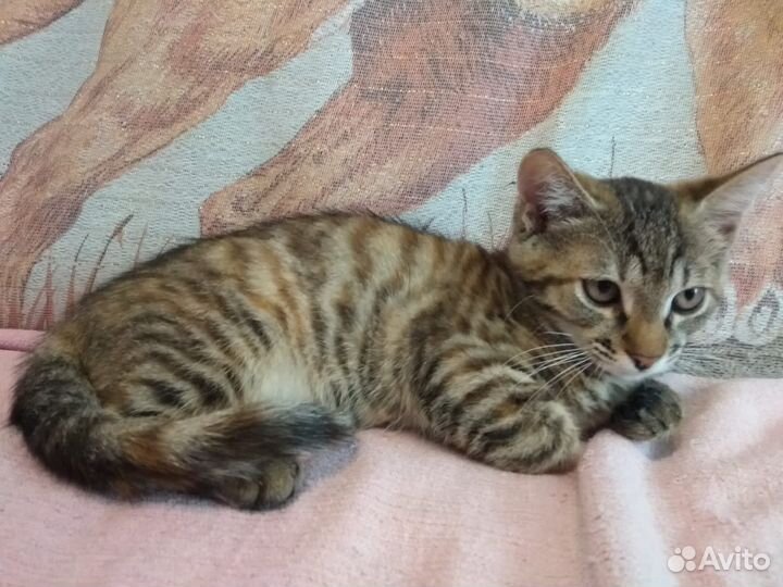Маленькая кошечка ищет дом
