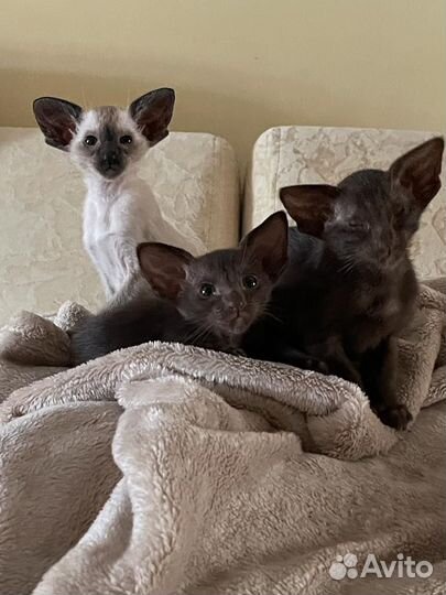 Ориентальная