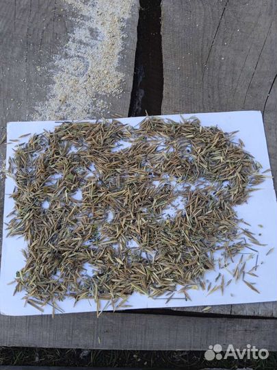 Семена костра