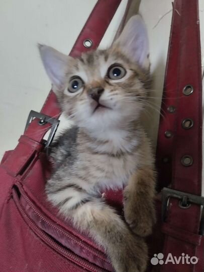 Кошка британская короткошерстеая