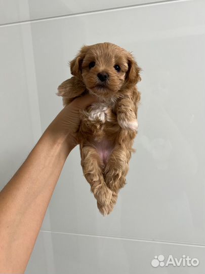 Мальтипу Ф1 микро девочка и мальчик experience