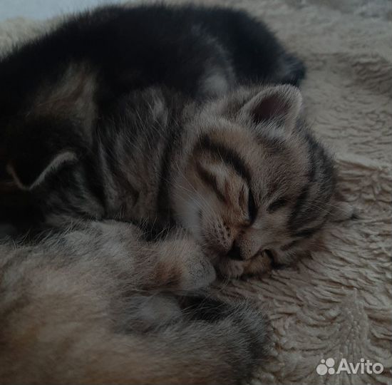 Продам котят