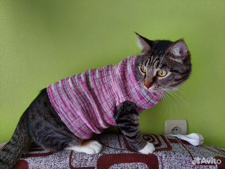 Одежда для кошек