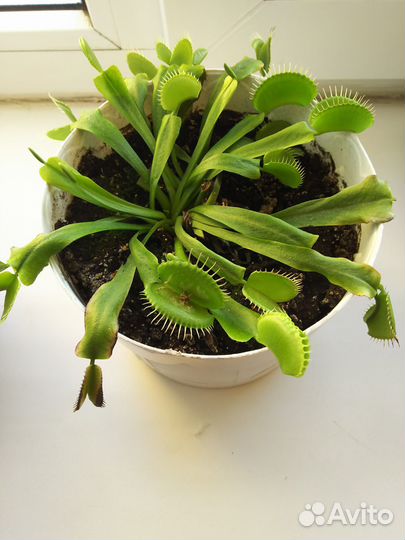 Венерина мухоловка цветок