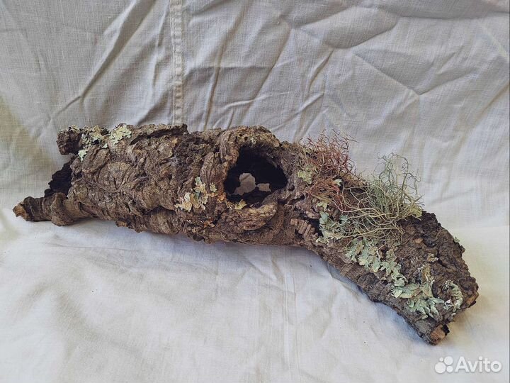 Коряга пробковый дуб