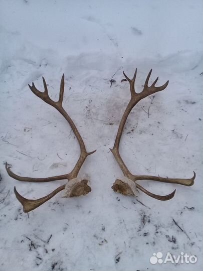 Рога оленя