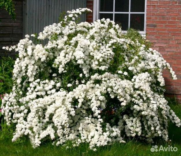 Спирея японская, серая, ниппонская
