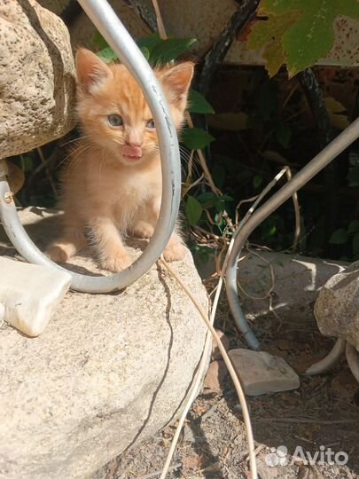 Бронь. Котёнок