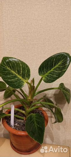 Филодендроны