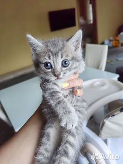 Котята в добрые руки бесплатно