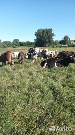 Коровы телята овцы