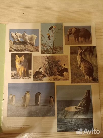 Журнал для наклеек Мир животных Панини