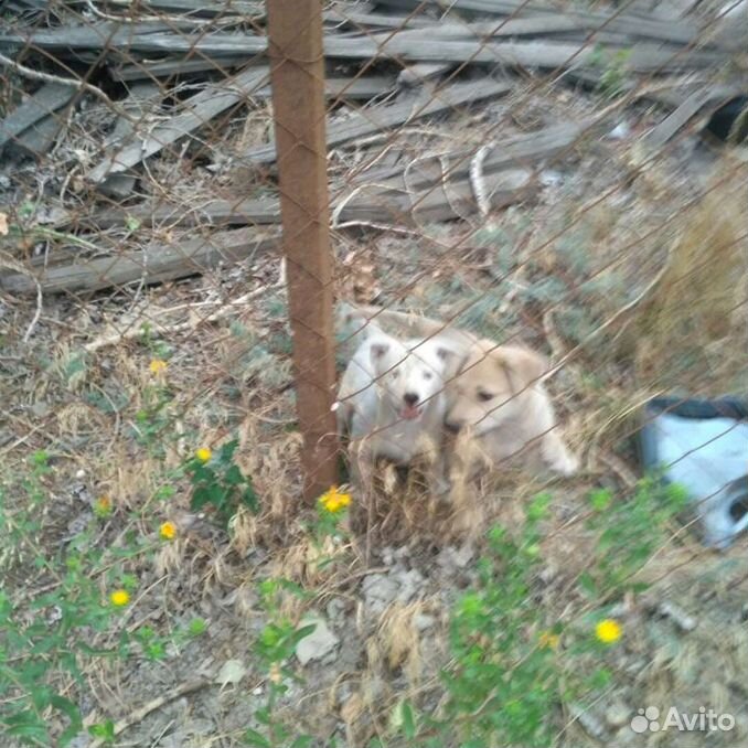 Щенки в промзоне погибают