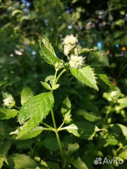 Душистые травы