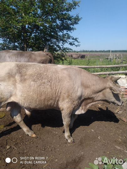 Быки сементалы