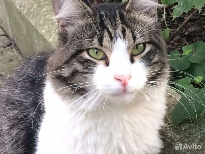 Котик - Мурмотик в самые заботливые руки