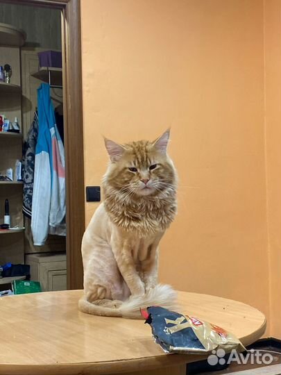 Коты майкуны