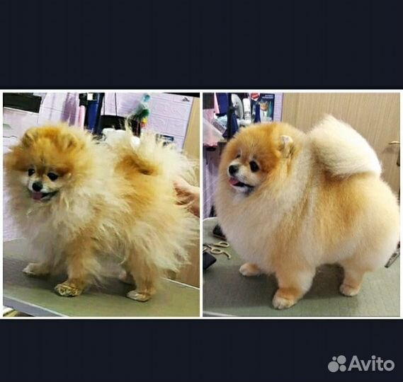 Груминг шпица